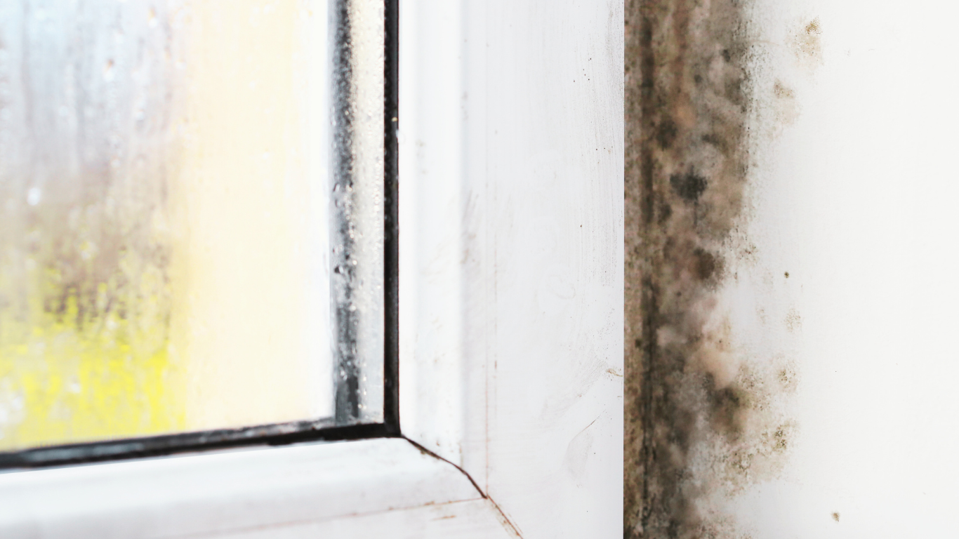 Close-up of a window corner showing heavy condensation and dark mold growth spreading along the interior wall due to moisture buildup.