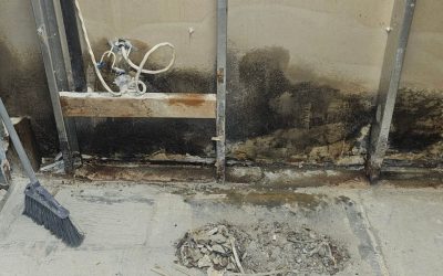 Safe, Fast, and Reliable Mold Removal Estero Residents Love