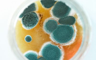 Mycotoxin Testing That Spots the Sneaky Toxins Lurking in Your Home