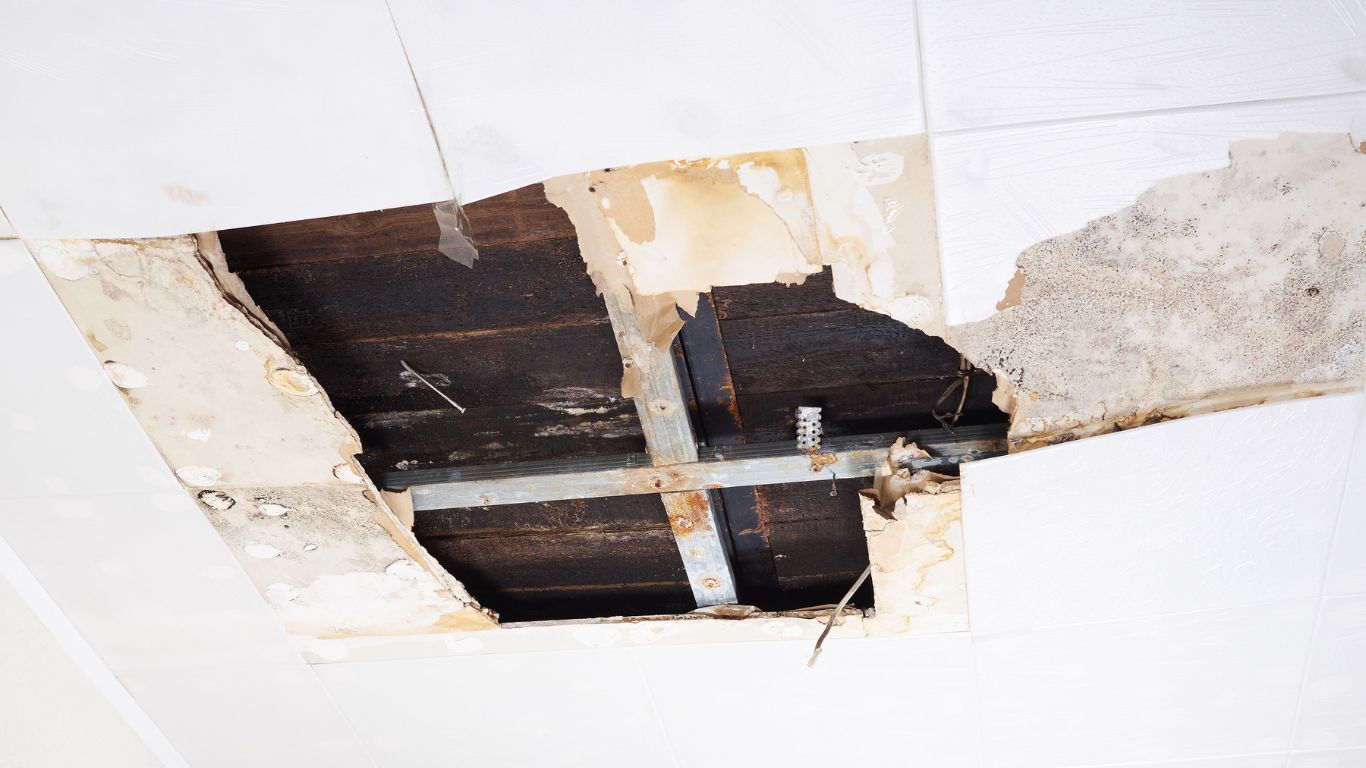 Ceiling mold and structural damage repair for water damage restoration fort myers